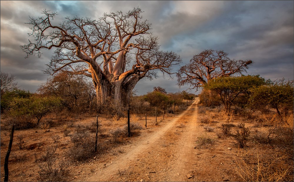 PSSA Silver Medal - Scapes - Wally Tollemache - Road of ages