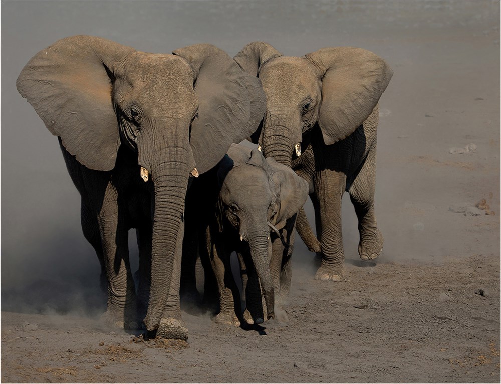 Brandpuntfotoklub Medal - Wildlife Big 5 - Late afternoon drink - Andre Ligthelm - AFO
