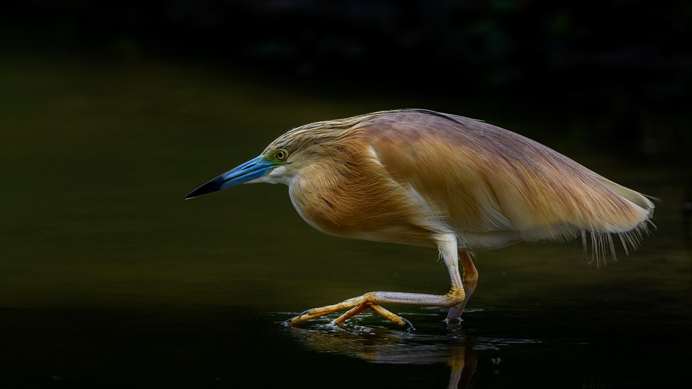 Brandpuntfotoklub Medal - Wildlife Birds -Treading carefully - Ian Taylor - Hibiscus