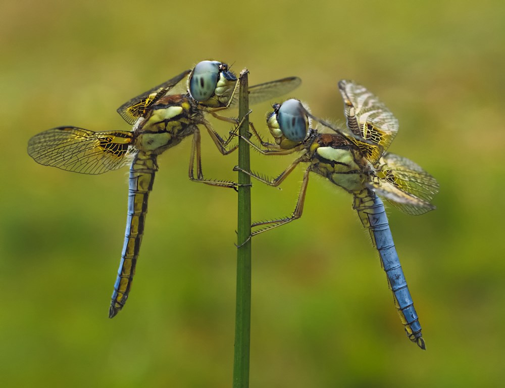 Brandpuntfotoklub Medal - Wildlife Other - Twins - derek Gravett - Clasoscuro