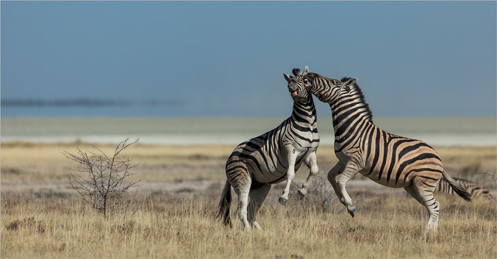 PSSA Silver Medal - Wildlife Other - Etosha Fighting - Annemarie du Plessis - Pietersburg