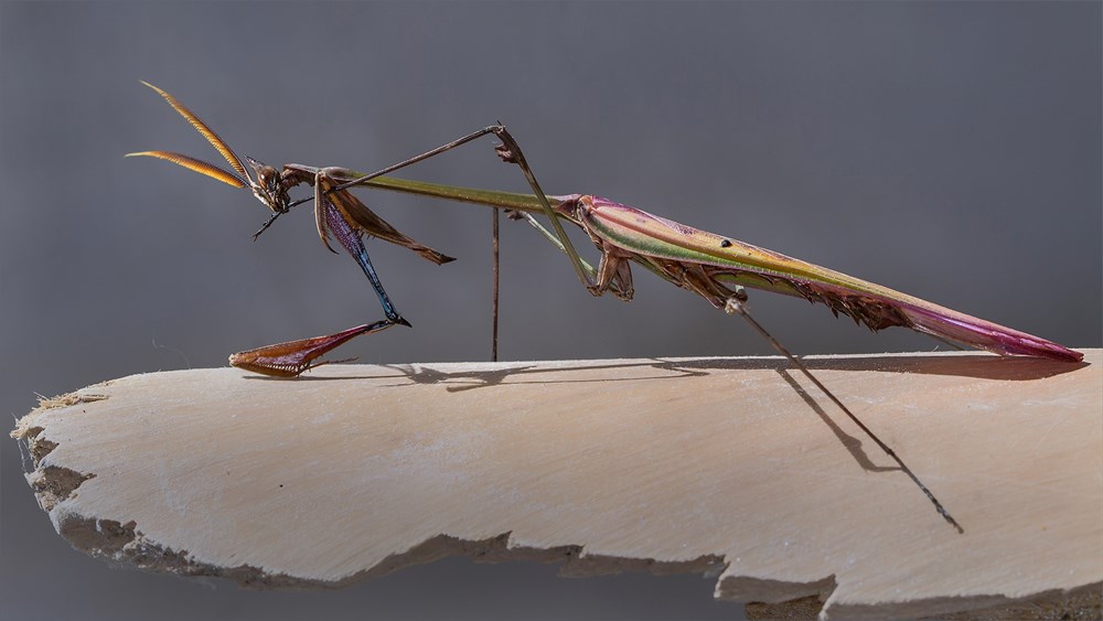 Tygerberg Bronze 3rd best overall -conehead mantis preening-Carrol Phillips