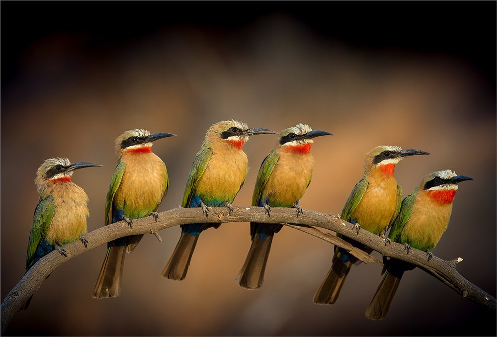 Tygerberg Silver-Open Colour-Colorful family-Stephan Opperman