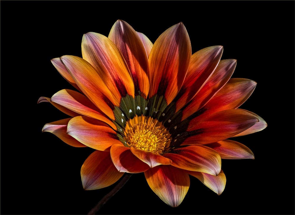 PSSA Silver-Open Colour Print-Lilly Pride - Christo la Grange - Tygerberg