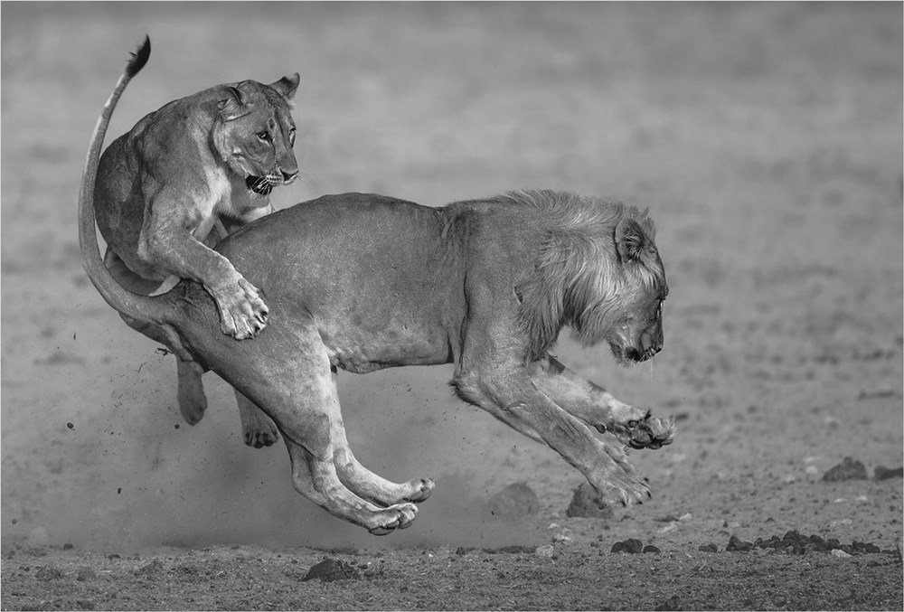 Sandton Silver -Open Mono Digital -Playing lions Andre Ligthelm - AFO