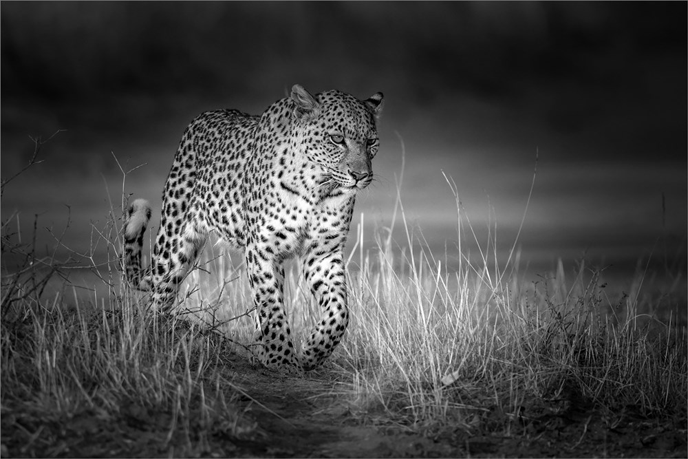 Sandton Silver -Open Mono Print -Suddenly she appeared out of nowhere - Gonnie Myburgh - National Photographic Club