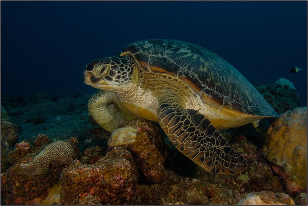 Sandton Silver - Wildlife Colour Digital - Turtle at 30 Meters   Bryan Kimmel - Sandton