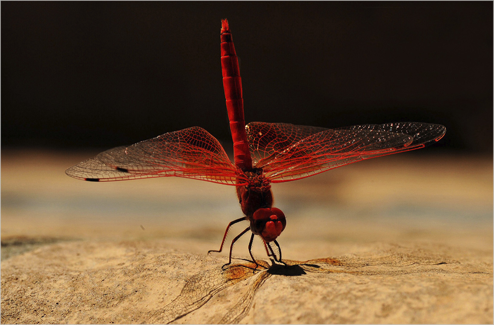 Clifford Wyeth  Wing span
