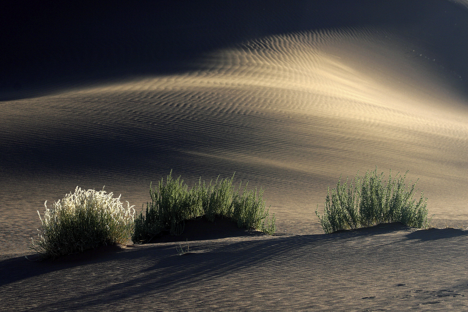 Francois Roux wind over dune