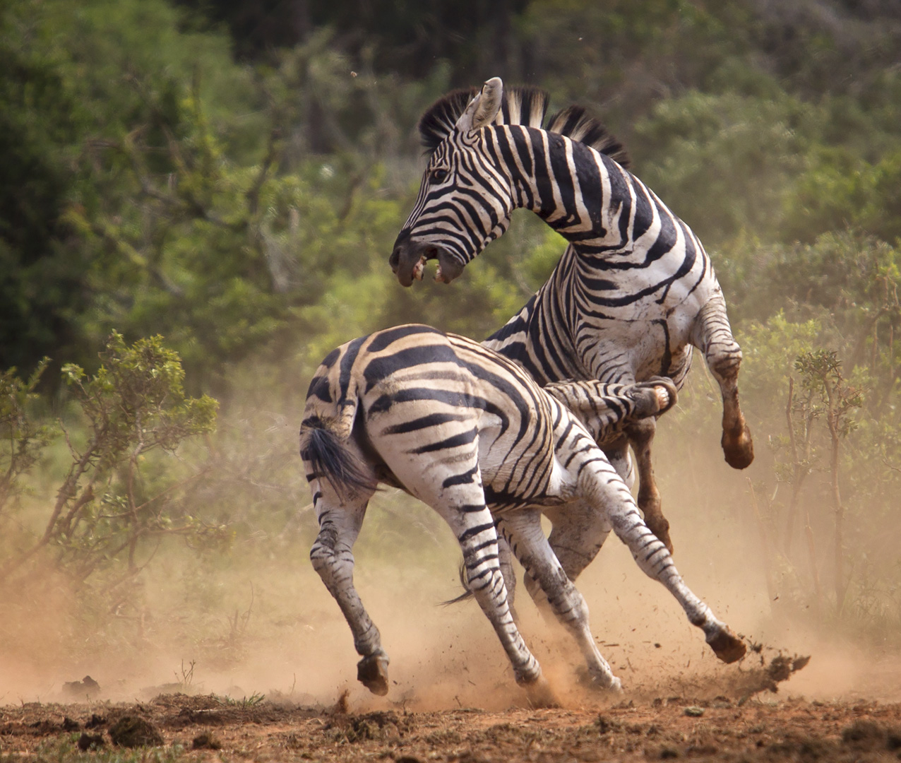 Francois Roux zebra geveg