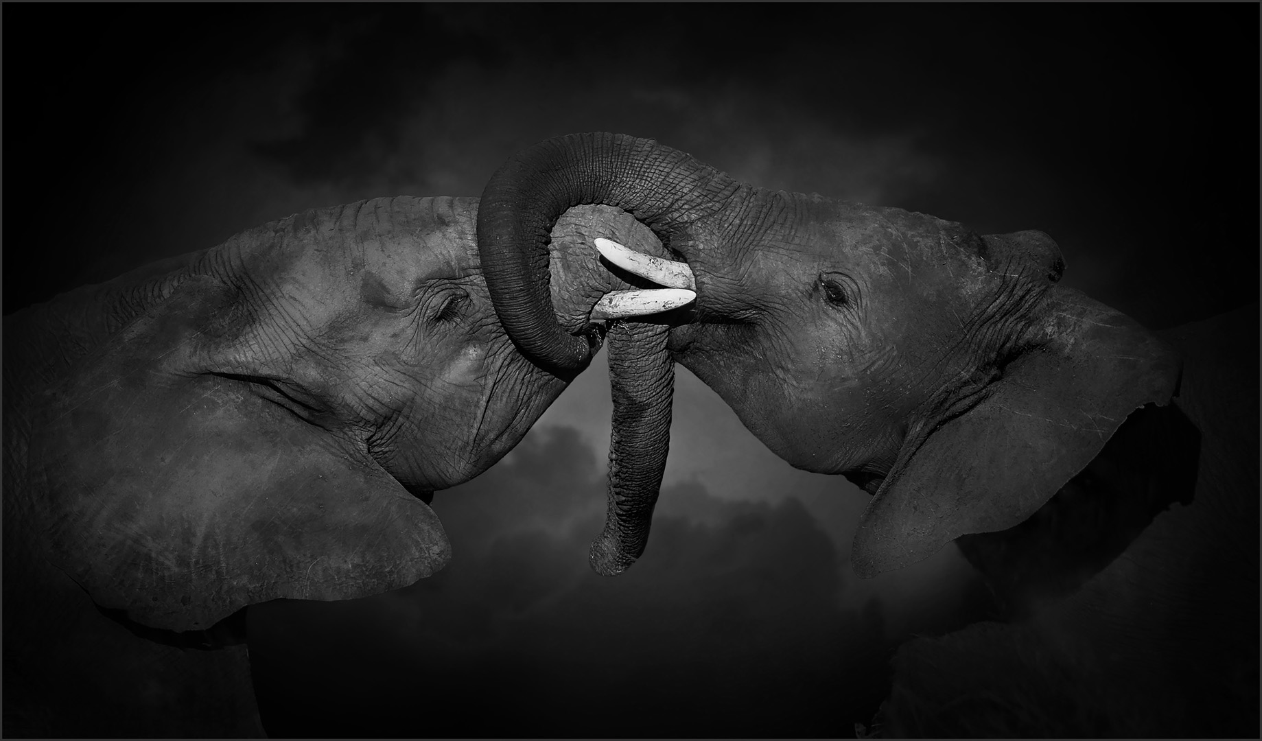 Russell James Young Ellies Fighting