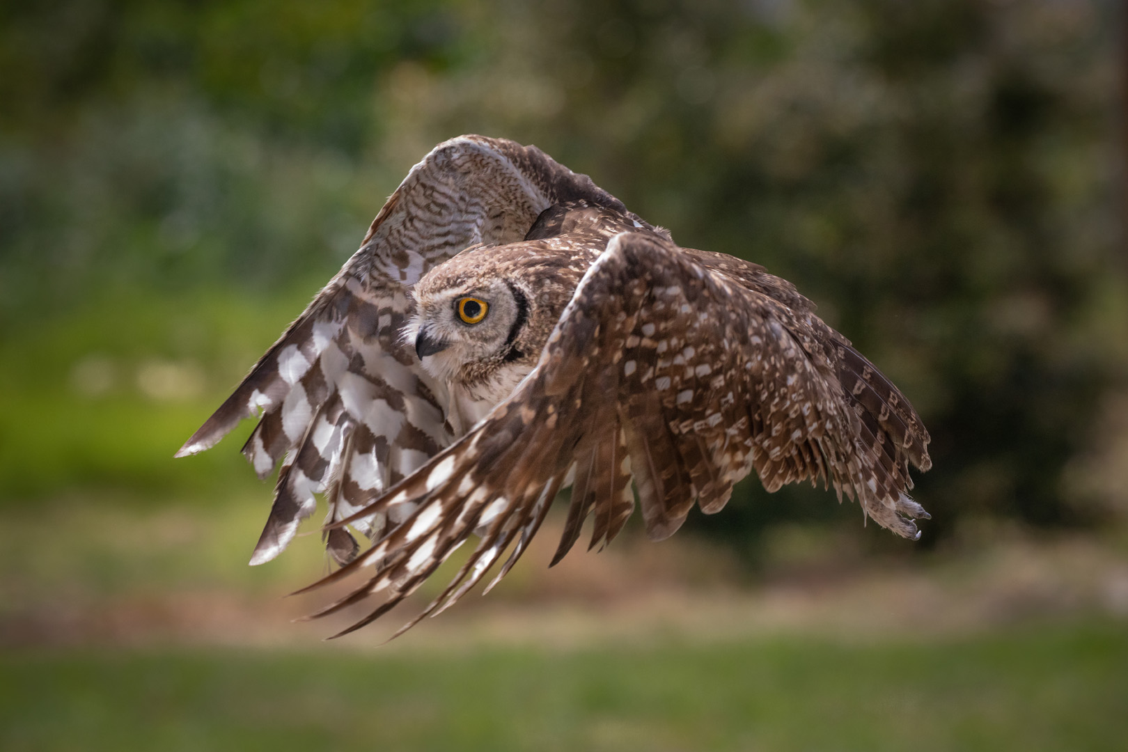 Stephen Burgstahler Flying Owl-