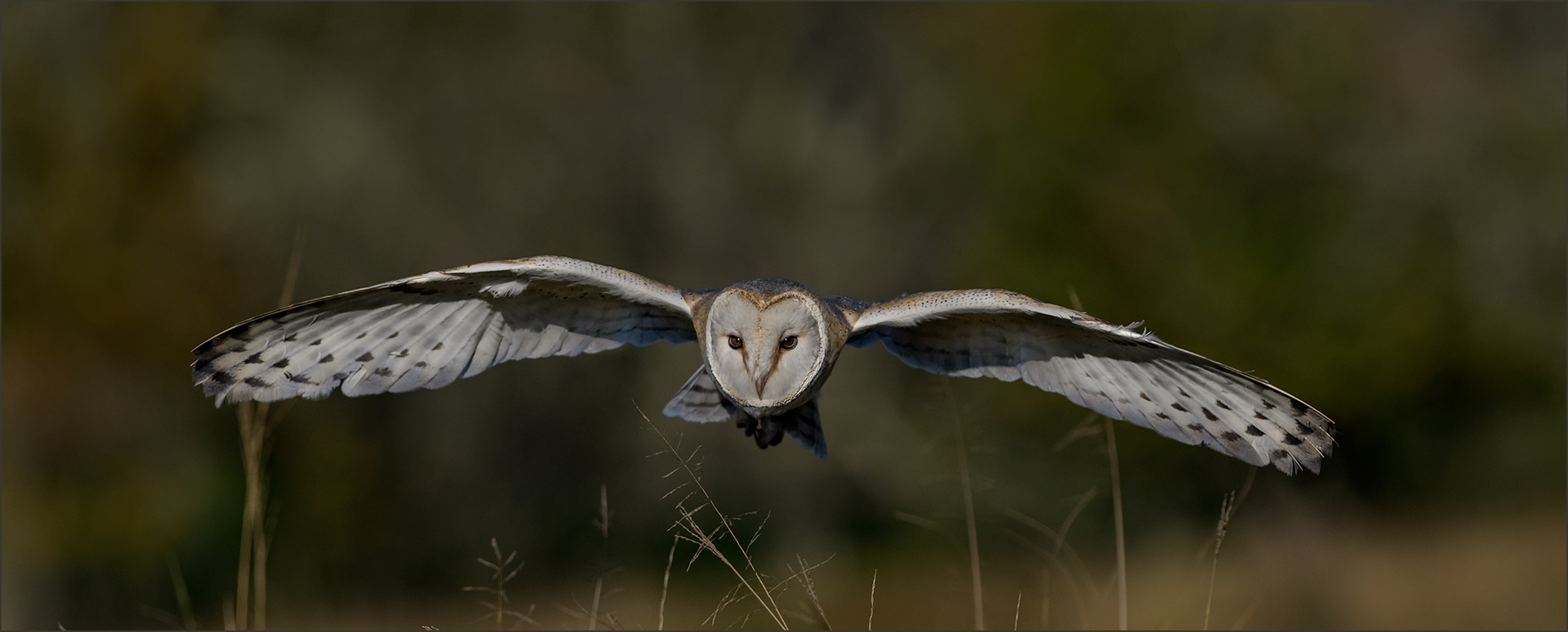 PSSA Silver Medal-WILD BIRDS-Barn Owl-Leon Venter-Bethal Fotografie Klub