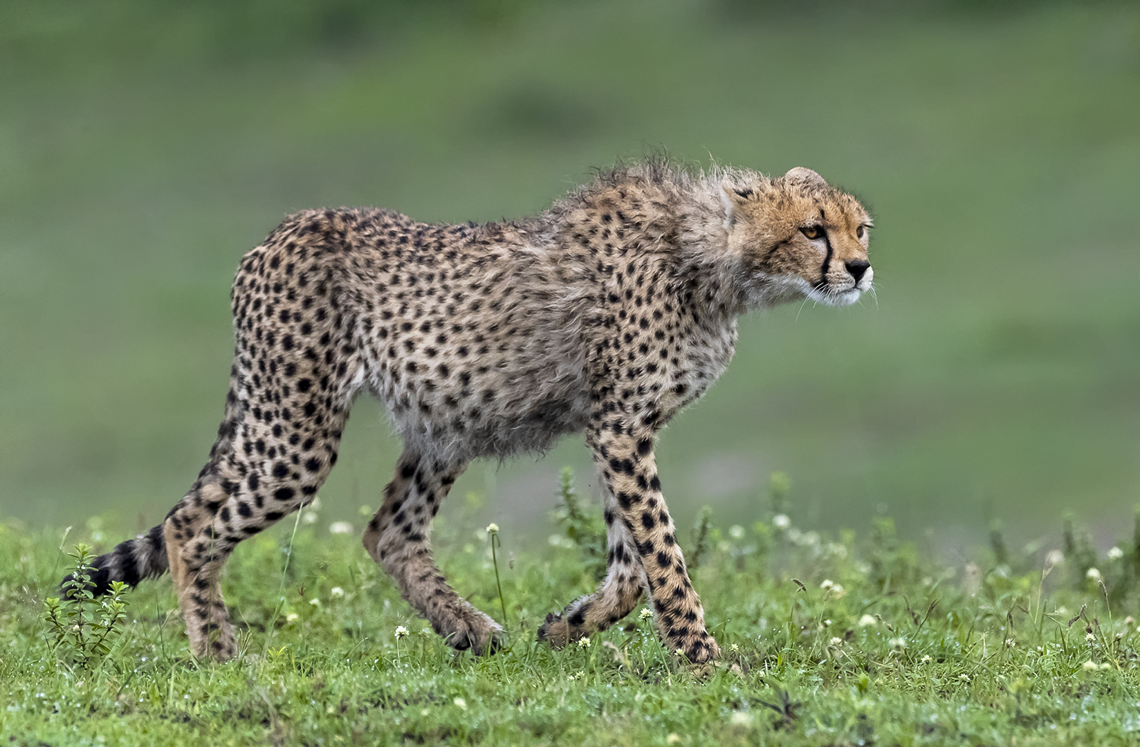 PSSA Silver Medal-WILDLIFE-Cheetah Hunting-Gustav Van Der Gryp-George Camera Club