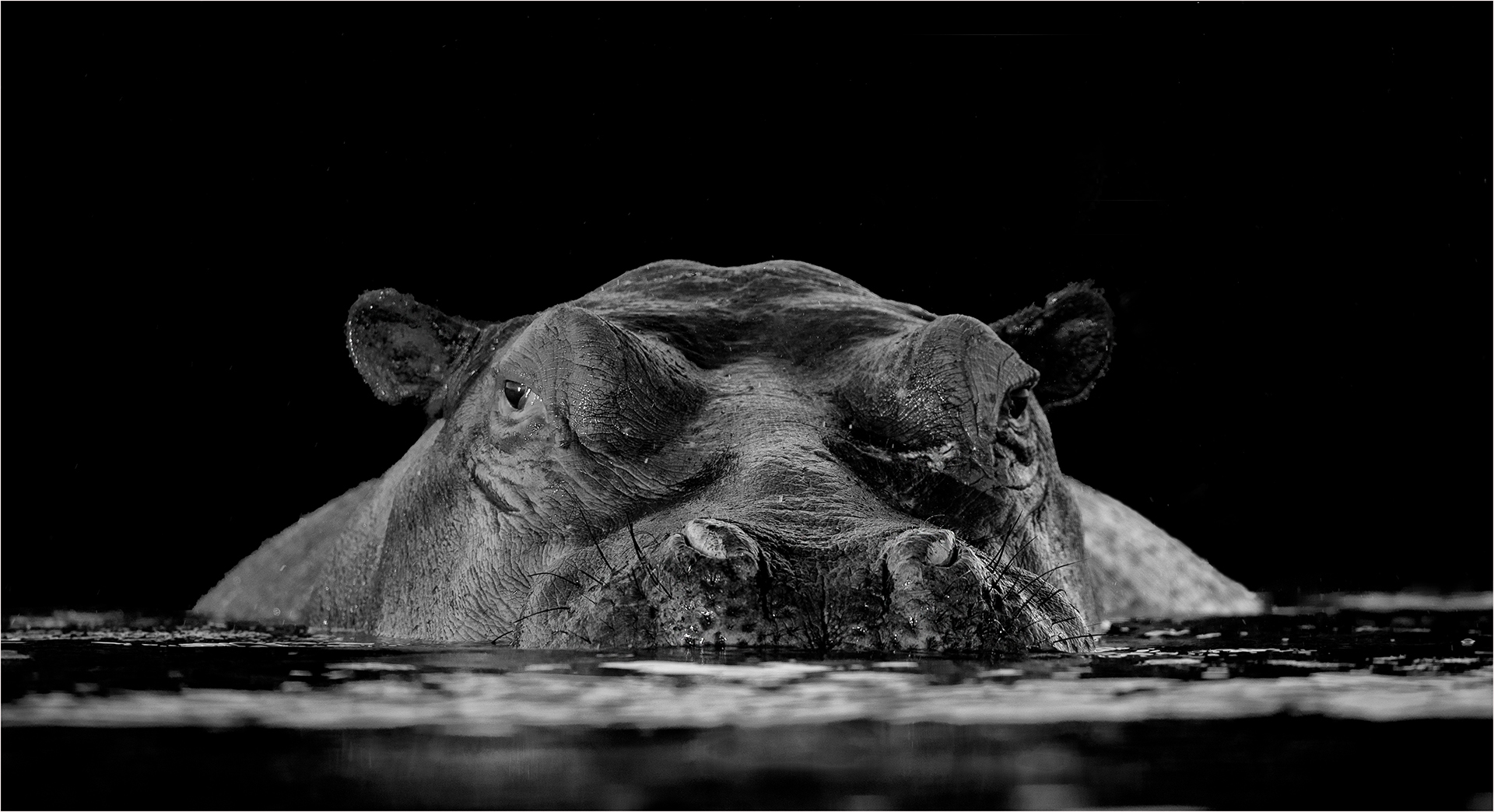 RPS Silver Medal-OPEN MONO-In Your Face-Efraim Van Der Walt-Bloemfontein Kameraklub