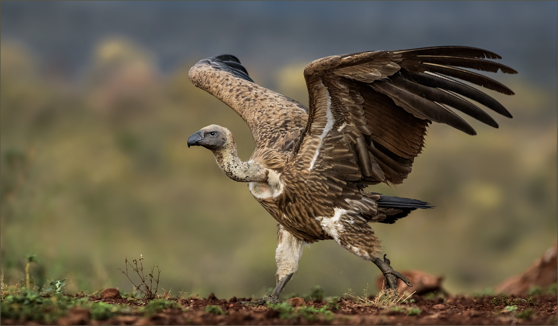 RPS Silver Medal-WILD BIRDS-Take Off-Leon Venter-Bethal Fotographie Klub