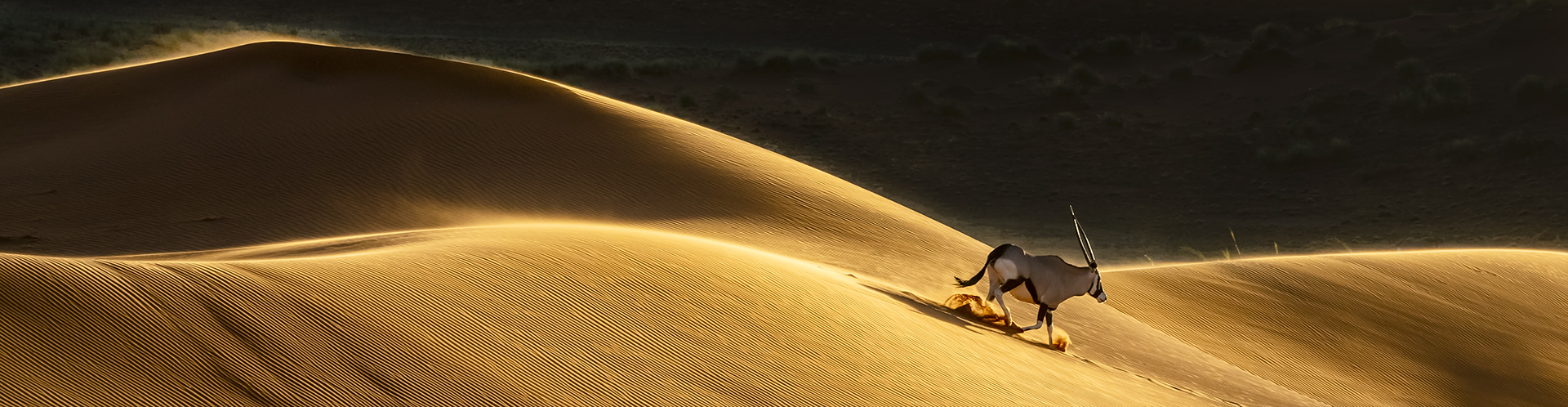 RPS Silver Medal-WILDLIFE-Gemsbok Op Die Duine-Gustav Van Der Gryp-George Camera Club