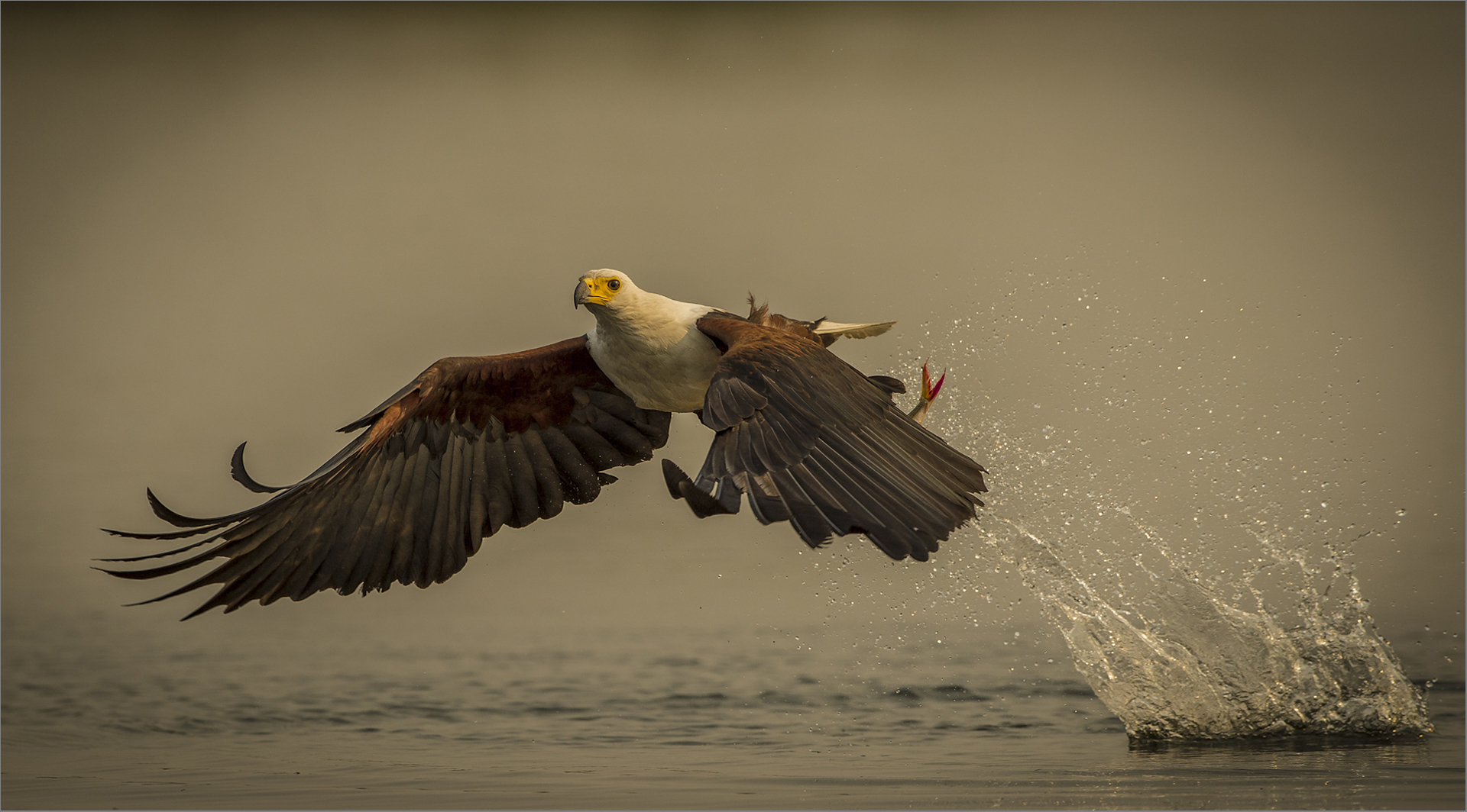 PSSA Silver Medal - Nature Birds Colour - Success - Dewald Tromp - Midlens