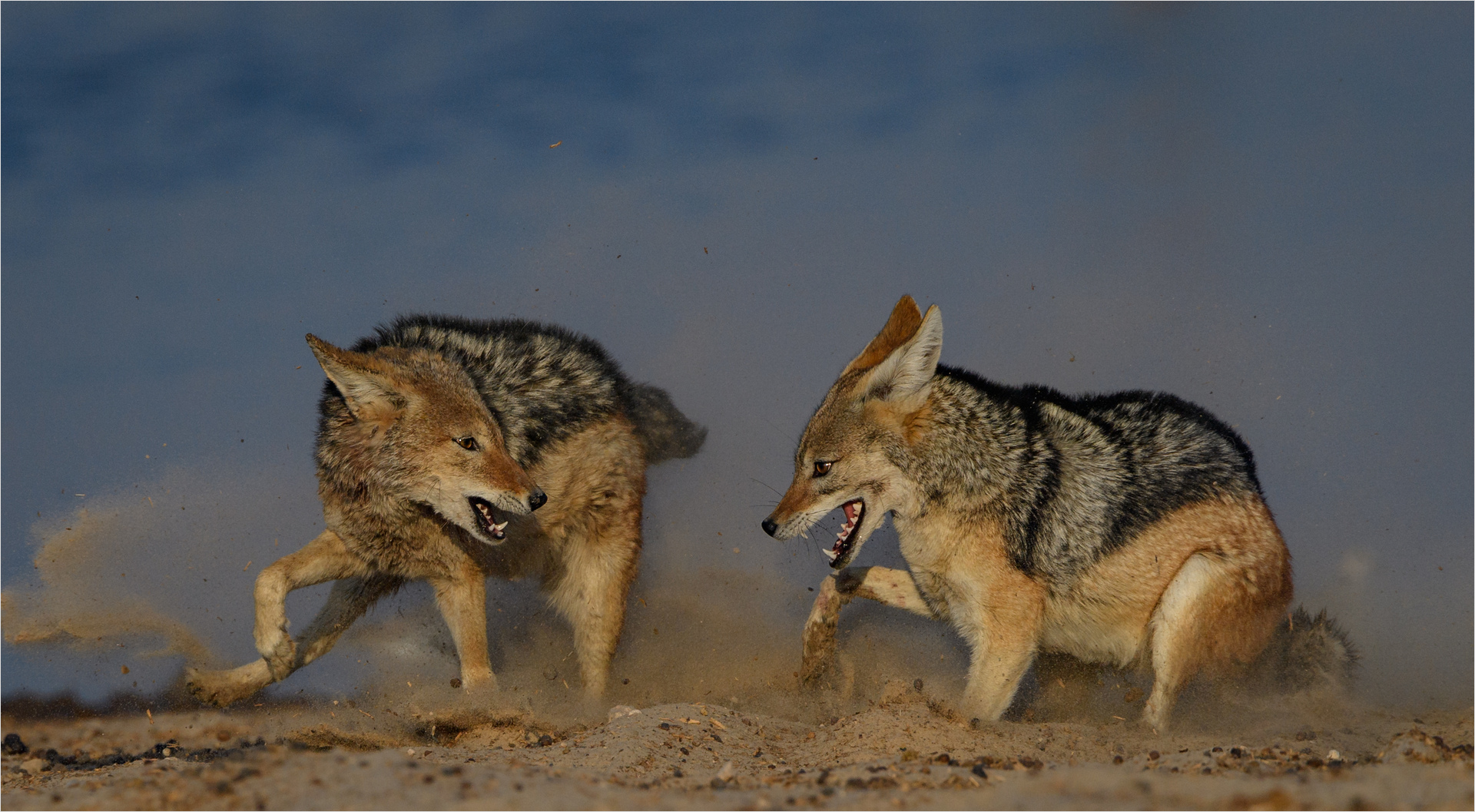 PSSA Silver Medal - Nature Colour - The fight - Elzabe Bogenhofer - AFO