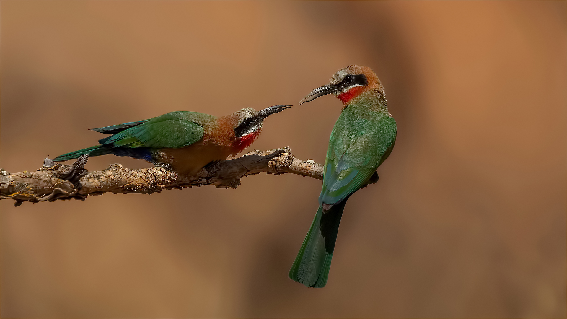Swartland Silver - Nature Birds Colour - Sharing - Jaco du Toit - Imagelink Virtual Club