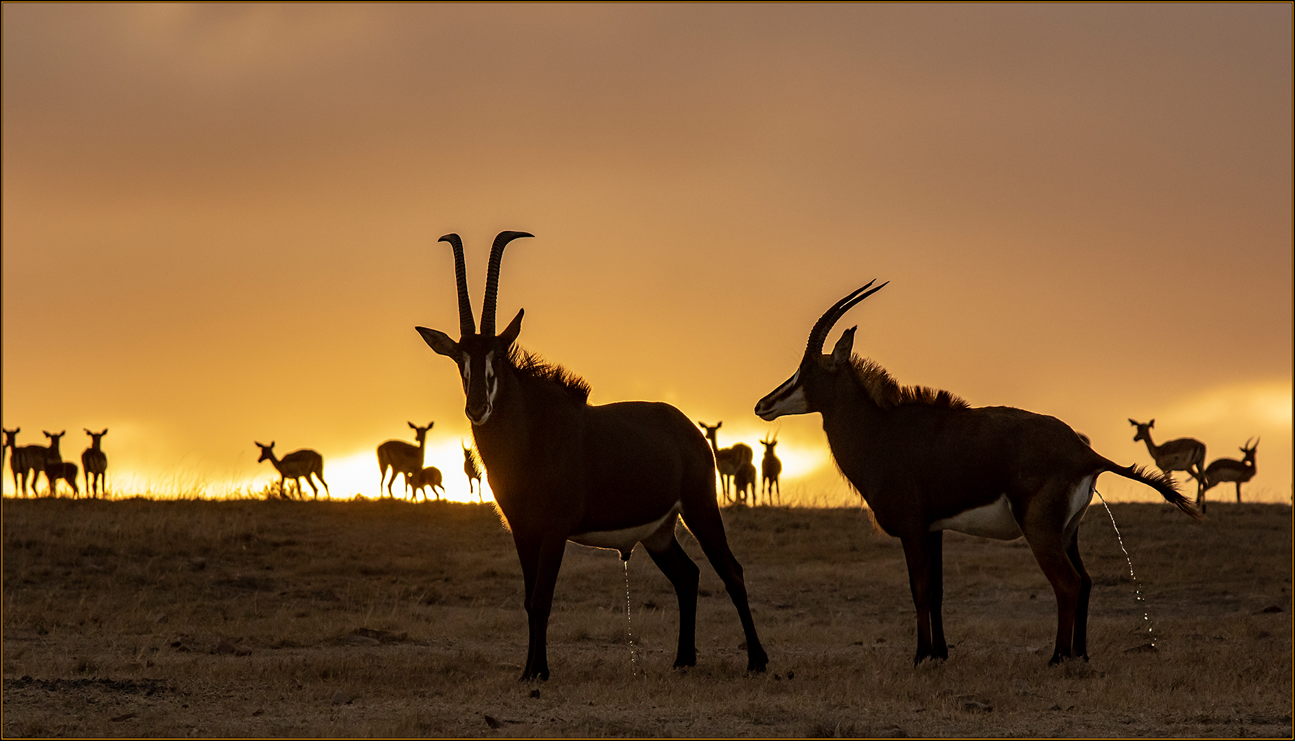 Swartland Silver - Nature Colour - Sables -Danie Pretorius - Independant