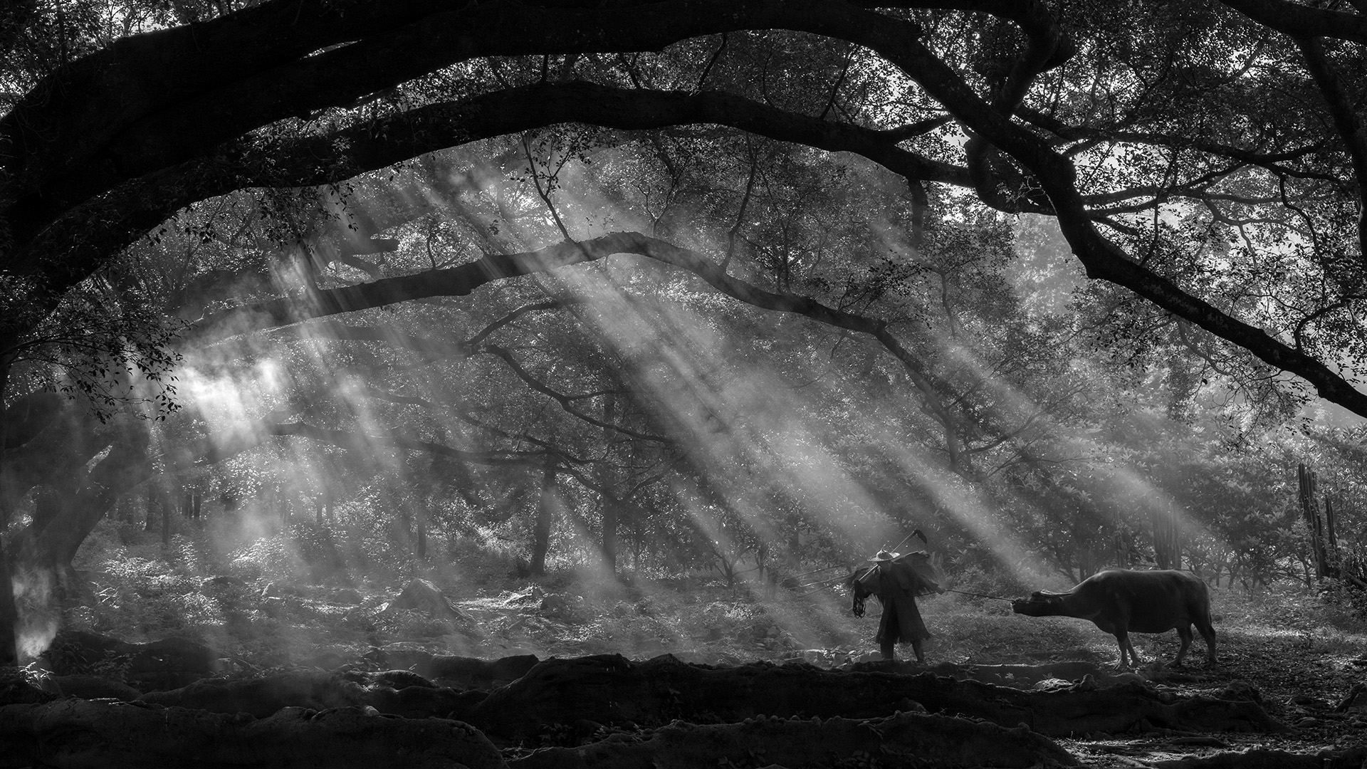 Swartland Silver - Open Monochrome PDI - Chinese farmer - Deon Harris - Northern Natal