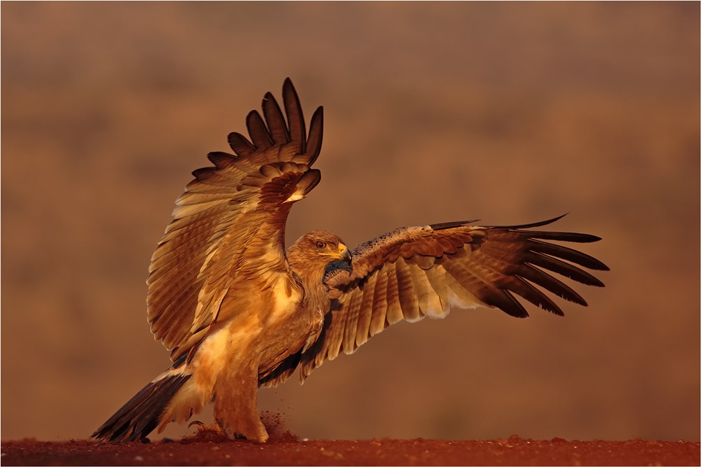 PSSA Silver - Wildlife - Tawny eagle landing 0119 - Francois van der Watt - Bloemfontein Kameraklub