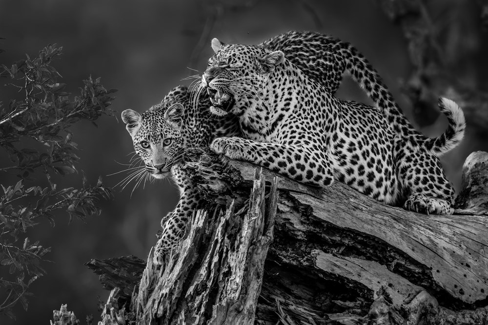SAVAS Bronze - Open Monochrome - Leopard mom mono - Willem Kruger - Independent