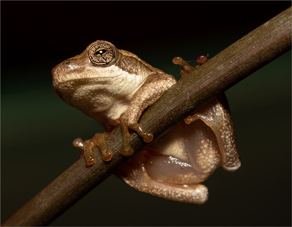SAVAS Bronze - Wildlife - Hangon Baby - Susan Otten - Midlens Fotoklub
