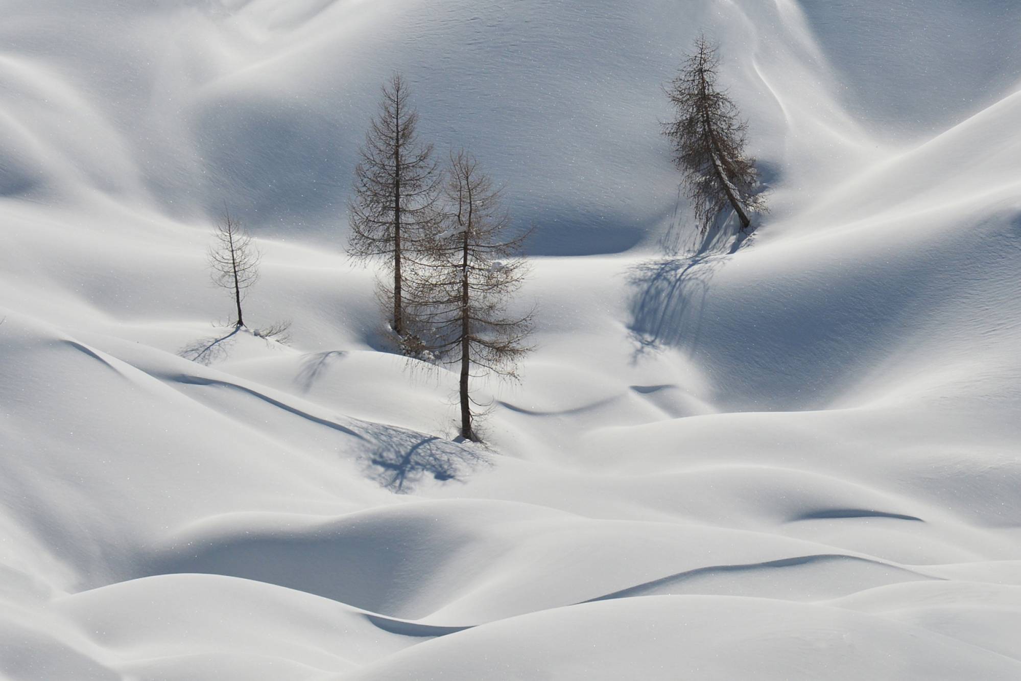 FIAP Gold Nature Colour & Mono, Danilo Lesjak, Slovenia, Spruce trees in the snow