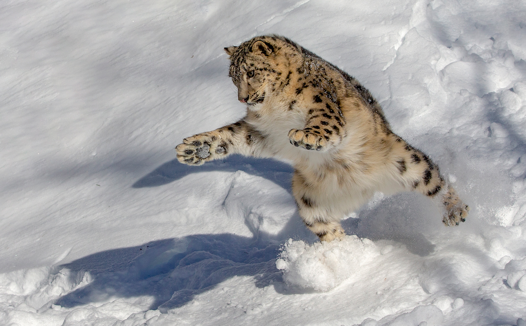 PSSA Gold Action-Hill, Duncan Sk.-England-Snow Leopard leap