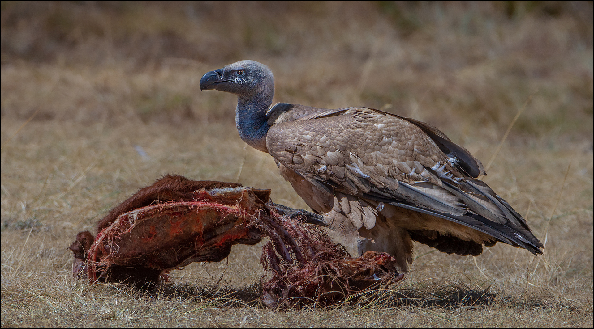 PSSA Bronze Medal Junior Nature Category Winner - Charles Pentz - Dit is My Karkas - Bethal Fotografie Klub
