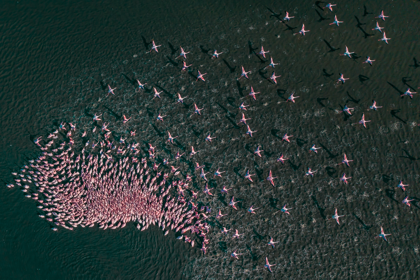 PSSA Silver - Wild Birds - Flight of the flamingoes - Johan Viljoen - Pietersburg