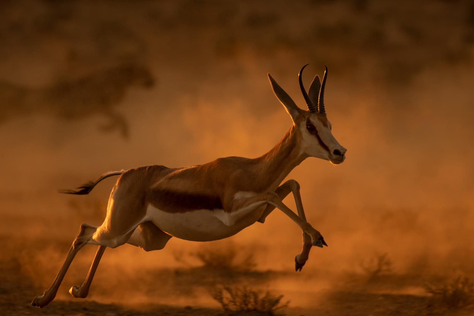 PSSA Silver - Wildlife Colour - Cheetah chase - Trix Jonker - Bloemfontein