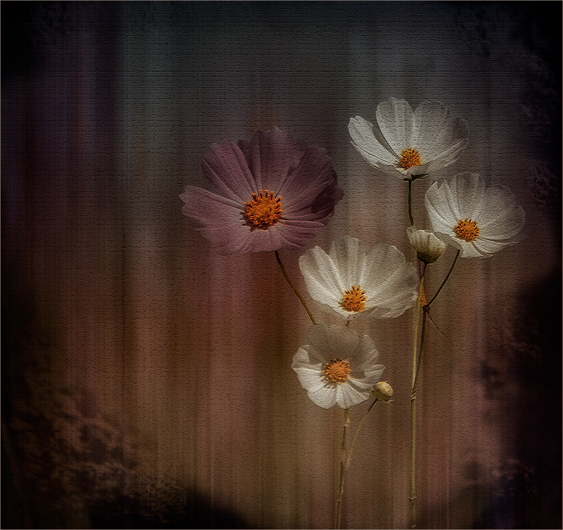 BCC Silver Medal-Open  Colour-Kosmos 0079 HD-Tokkie Labuschagne -Magalies Foto Fun Club