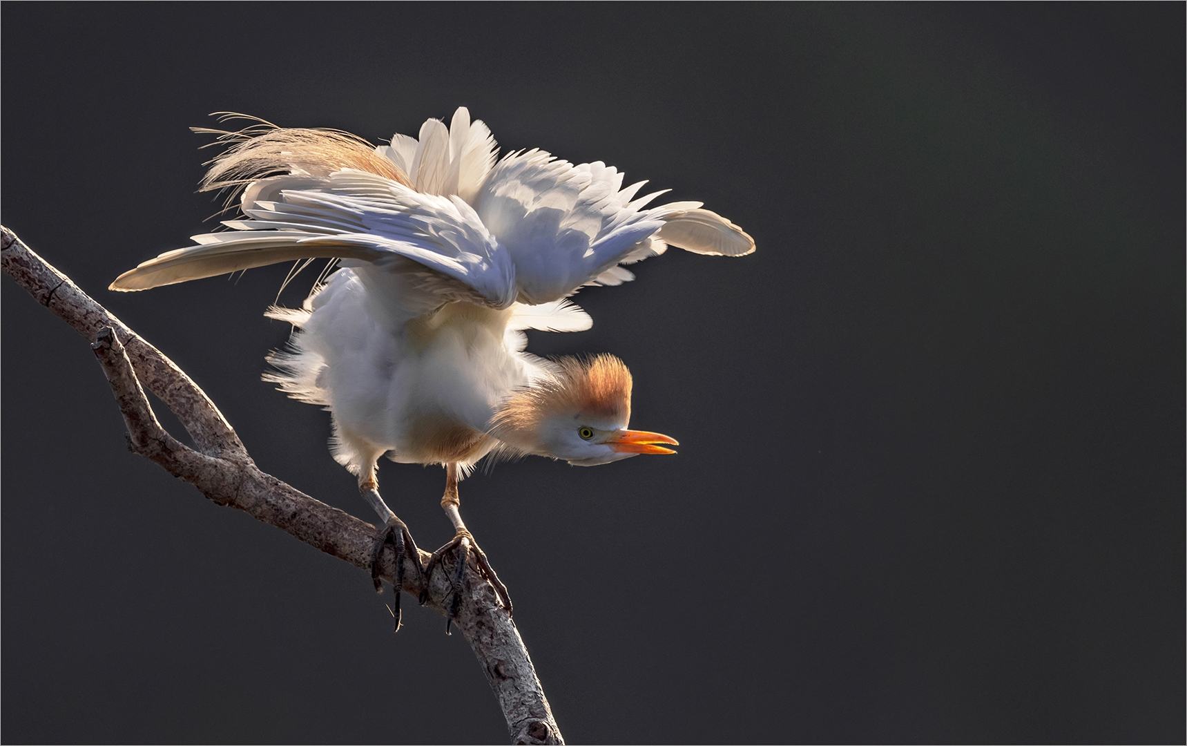 BCC Silver Medal-Wild Birds  Colour-My breeding plumage-Jacques Sellschop-Hibiscus Coast Photographic Society