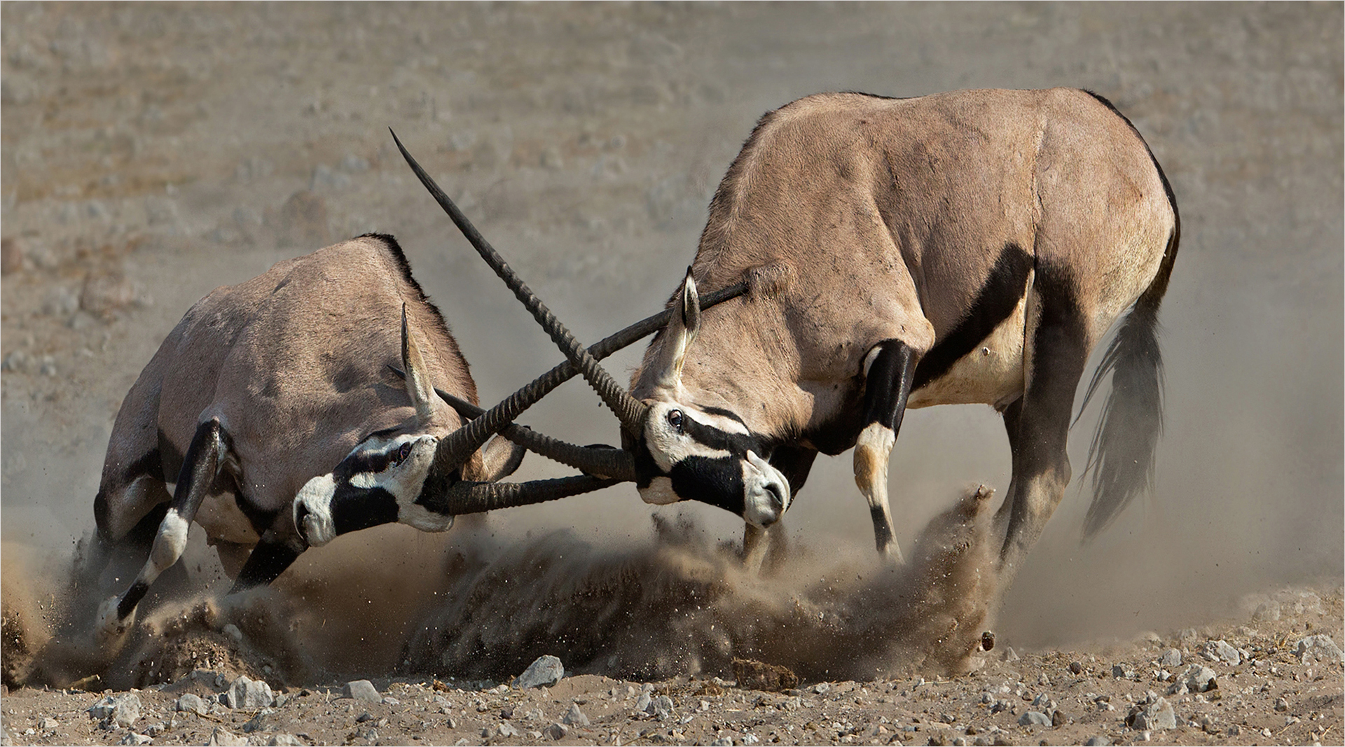 BCC Silver Medal-Wildlife  Excluding Birds  Colour-Serious fight-Andre Ligthelm-AFO Photography Club