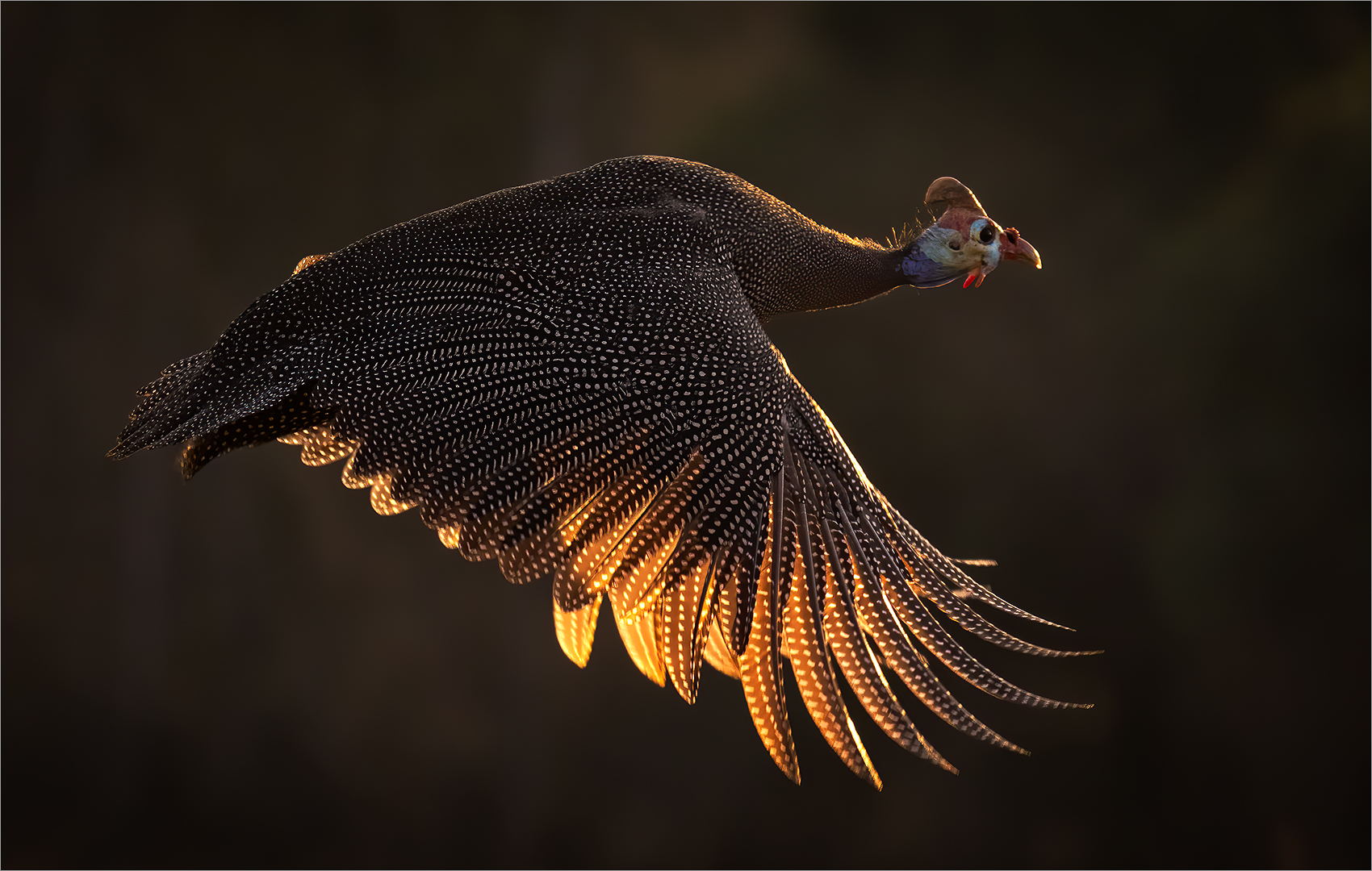PSSA Silver Medal-Wild Birds  Colour-Helmeted Guineafowl Flight-Eddie Reinecke-Krugersdorp Camera Club
