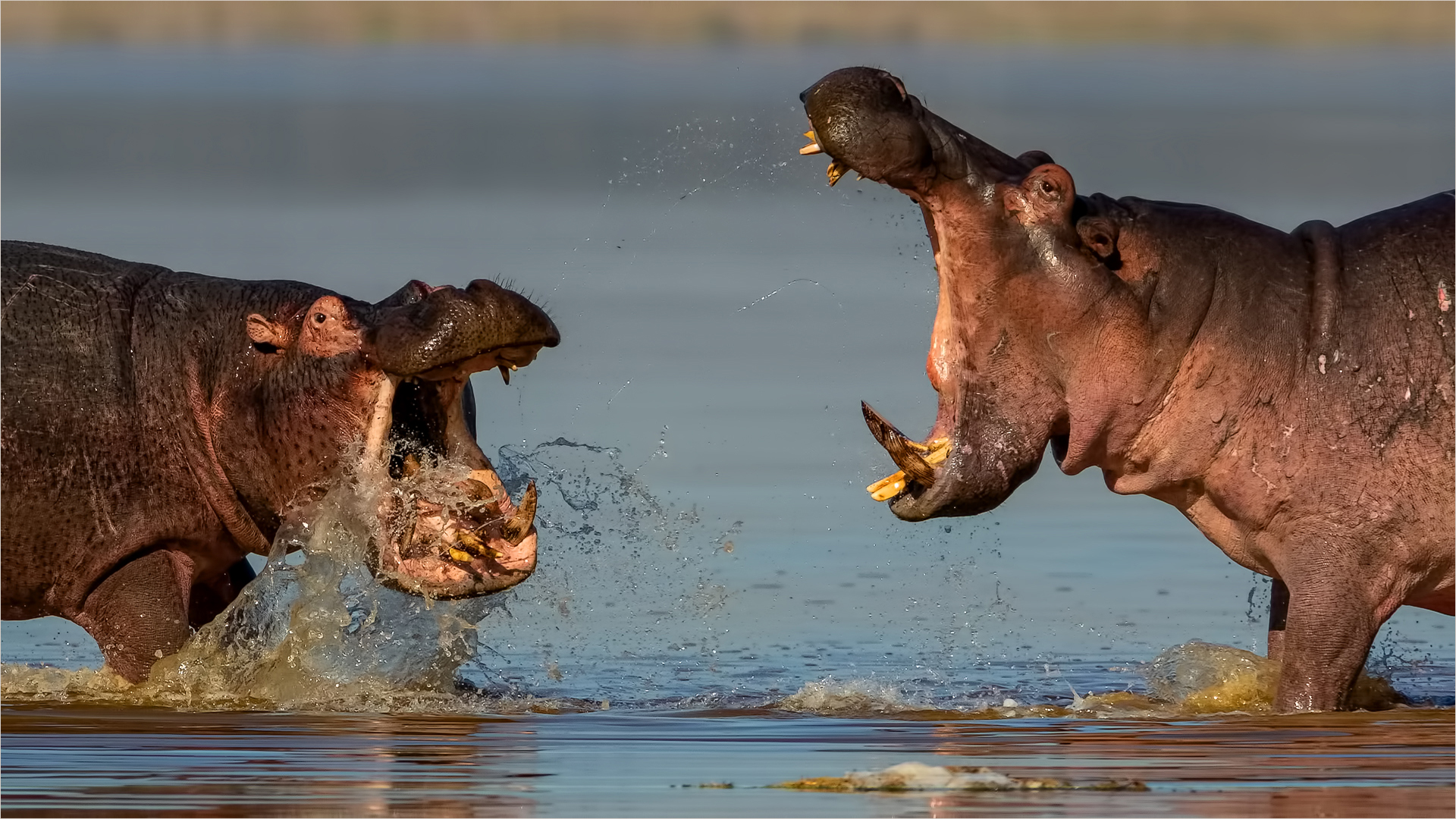PSSA Silver Medal-Wildlife  Excluding Birds  Colour-Jy is nog te Klein-Andre Serfontein-Imagelink Virtual Club