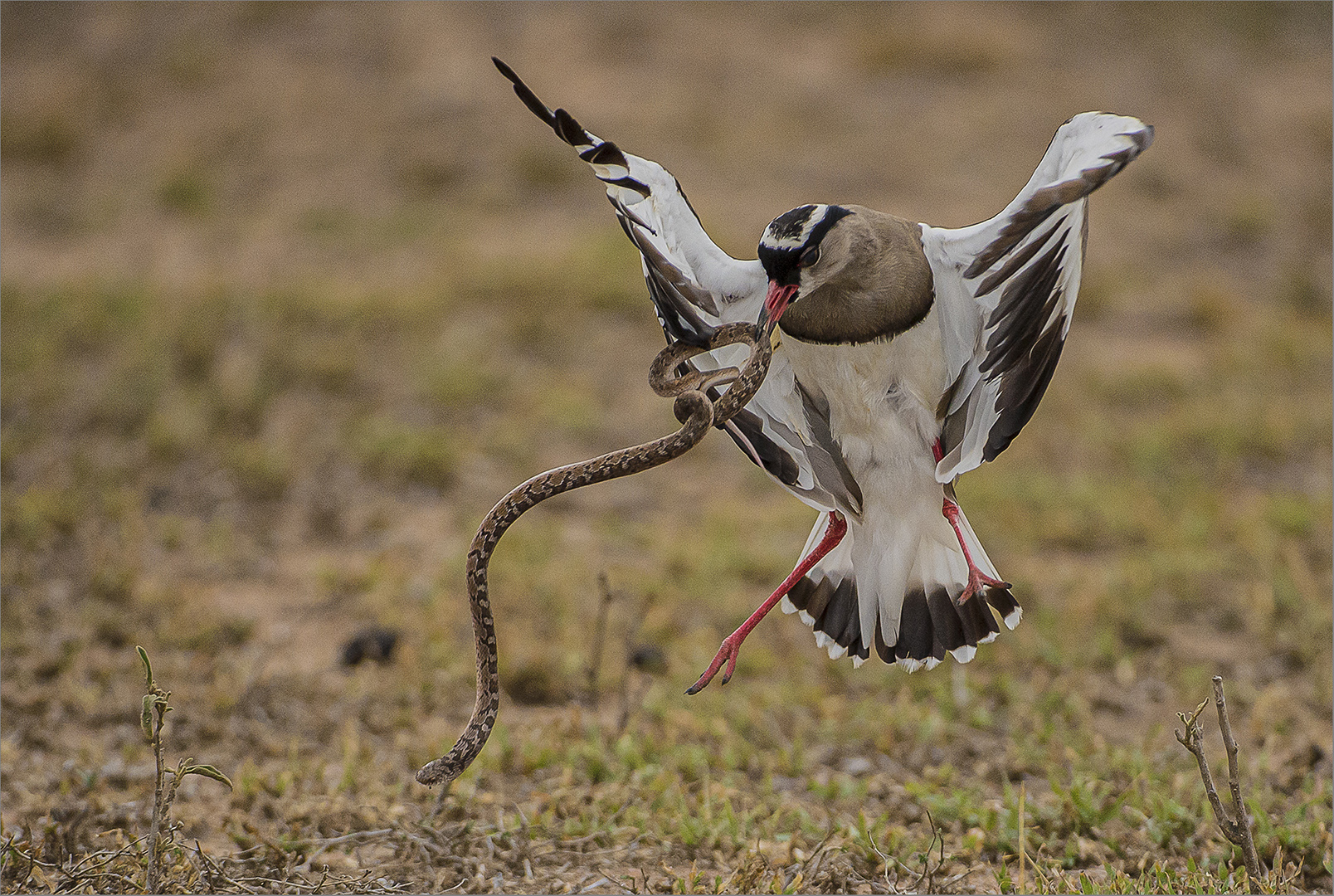 PSSA Silver Medal - Wild Birds colour - lapwing with eggeater – Johan Croukamp – Independent