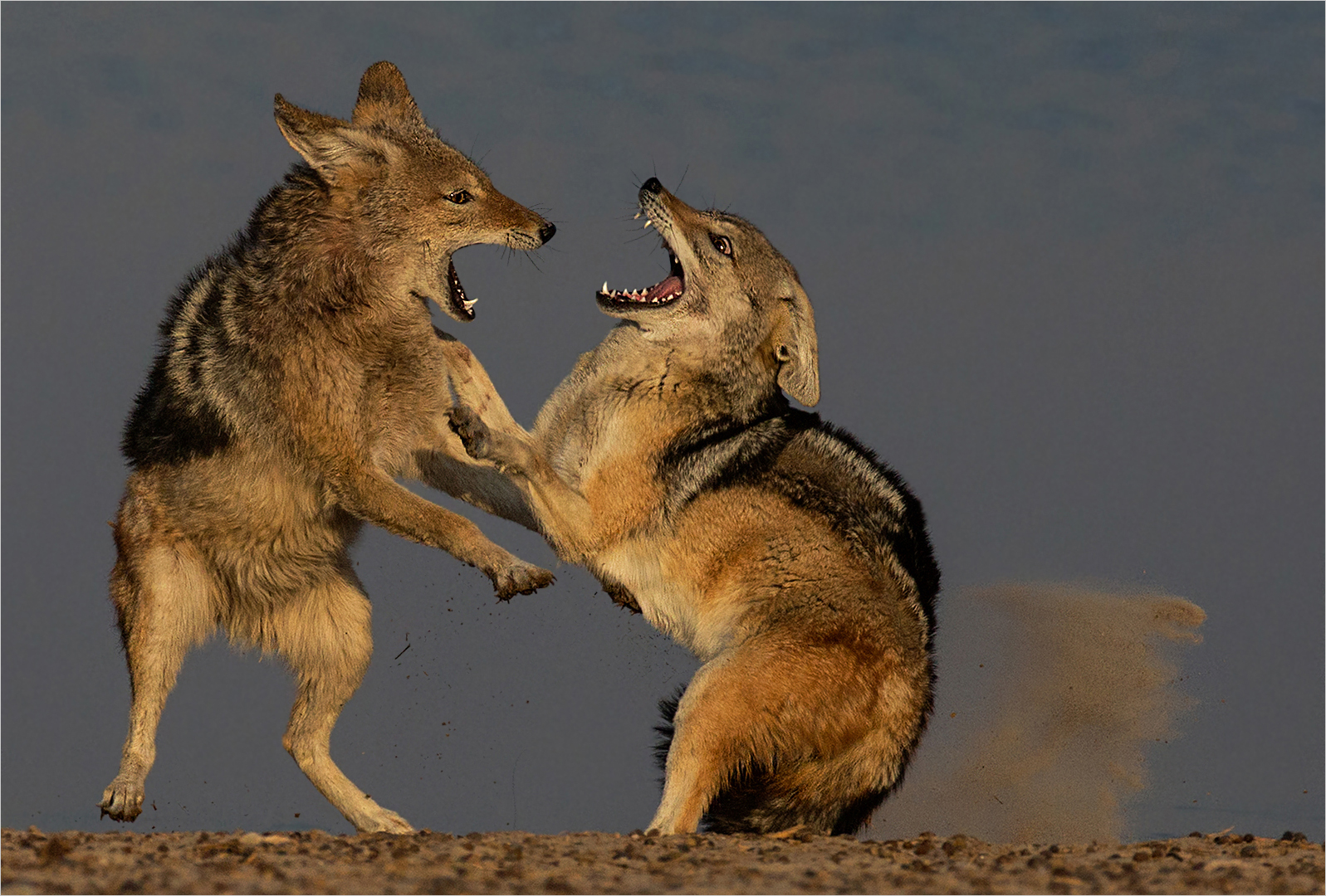 PSSA Silver Medal - Wildlife no birds - Serious talk – Annette Ligthelm – AFO Photography Club