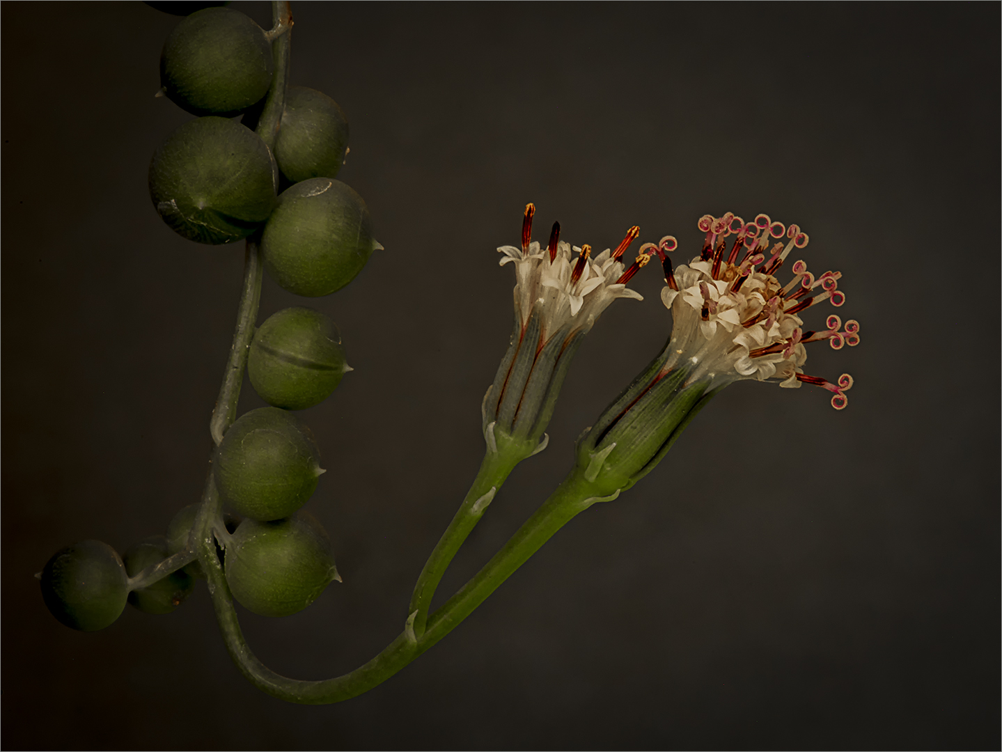 Tafelberg Silver – Open Colour – Tiny Bells – Lourens Durand– Bosveld Fotografie Klub