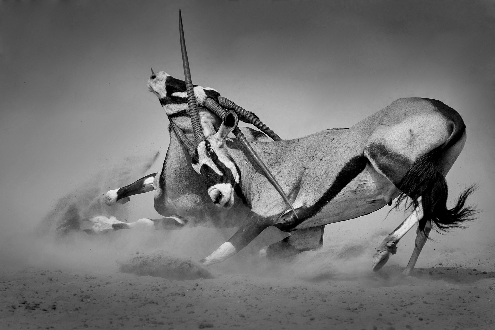 Tafelberg Silver – Open Monochrome – gemsbok in a serious fight mono – Kathy Kay– Hibiscus Coast Photographic Society