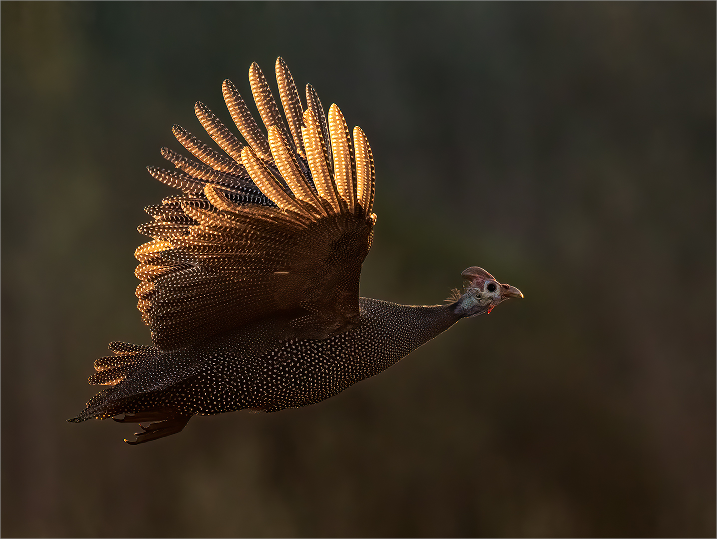 Tafelberg Silver – Wild Birds colour – Guineafowl takes off – Eddie Reinecke – Krugersdorp Camera Club