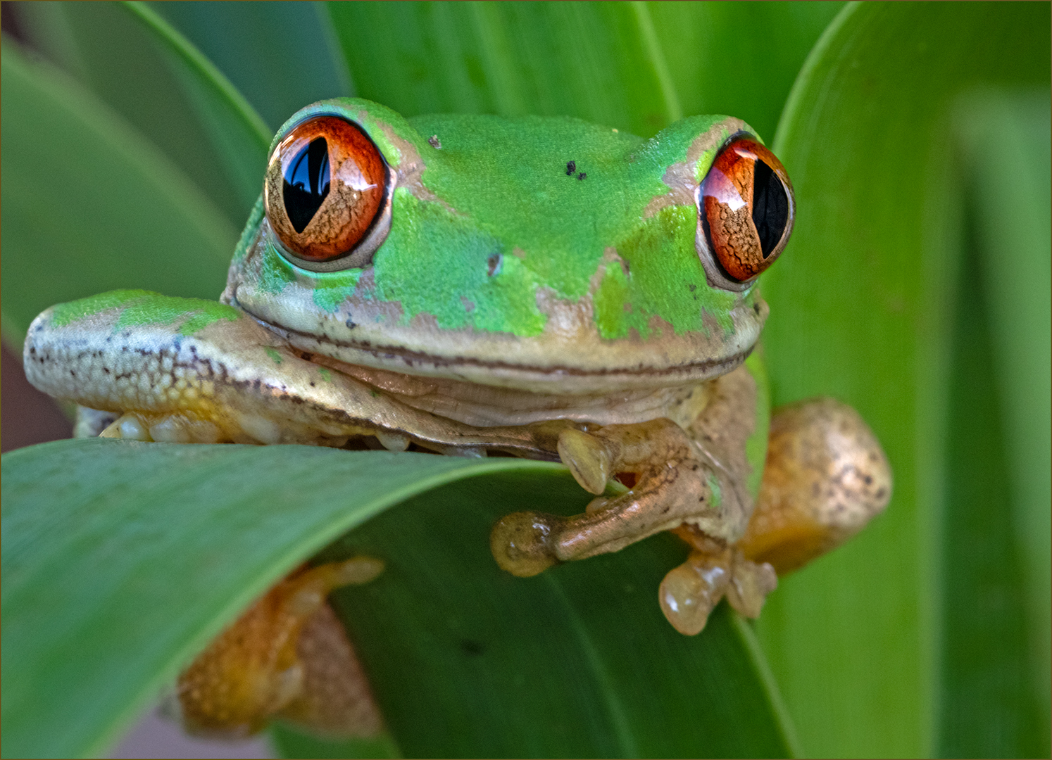 Tafelberg Silver – Wildlife no birds – I see what you are saying – Brigitte Jordaan – Durban Camera Club