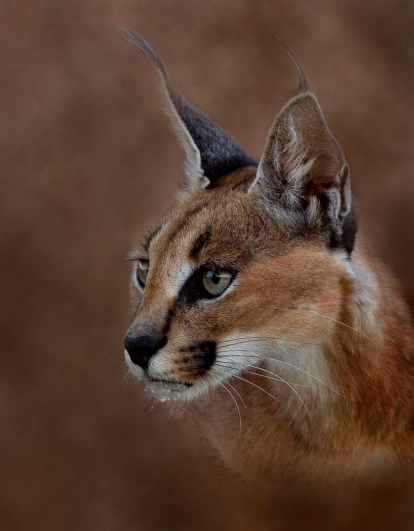 Animal Portrait Colour-Madiba Bay Bronze Medal Best Madiba Bay Club Entry-Caracal Portrait-Jill Sneesby-Port Elizabeth Camera Club
