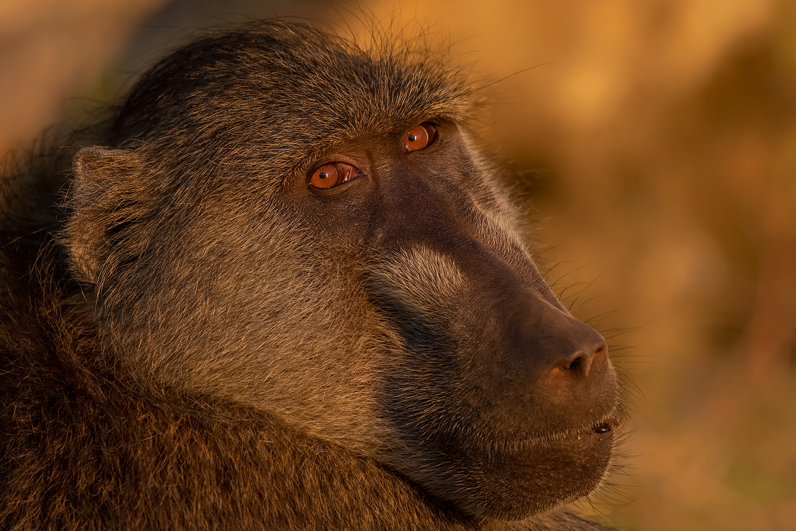 Animal Portrait Colour-Madiba Bay Silver Medal Category Runner Up-Bobbejaan close up-Trix Jonker-Bloemfontein Kameraklub