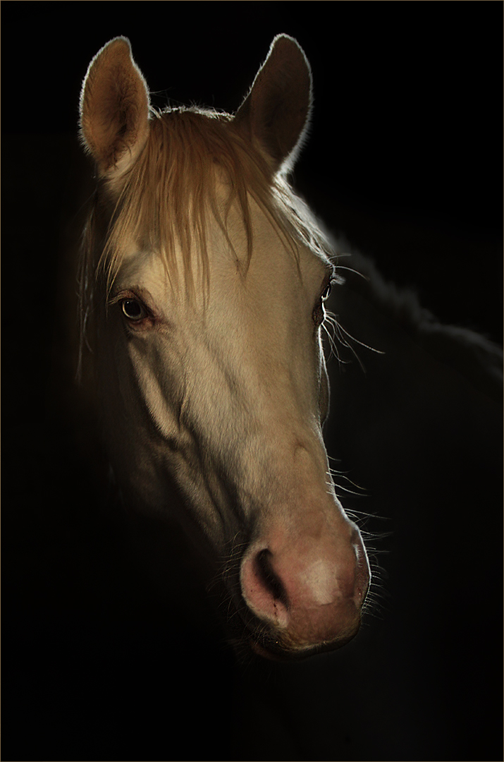Animal Portrait Colour-PSSA Silver Medal Category Winner-Horse Portrait-Phillip De Lange-Tafelberg Fotografieklub