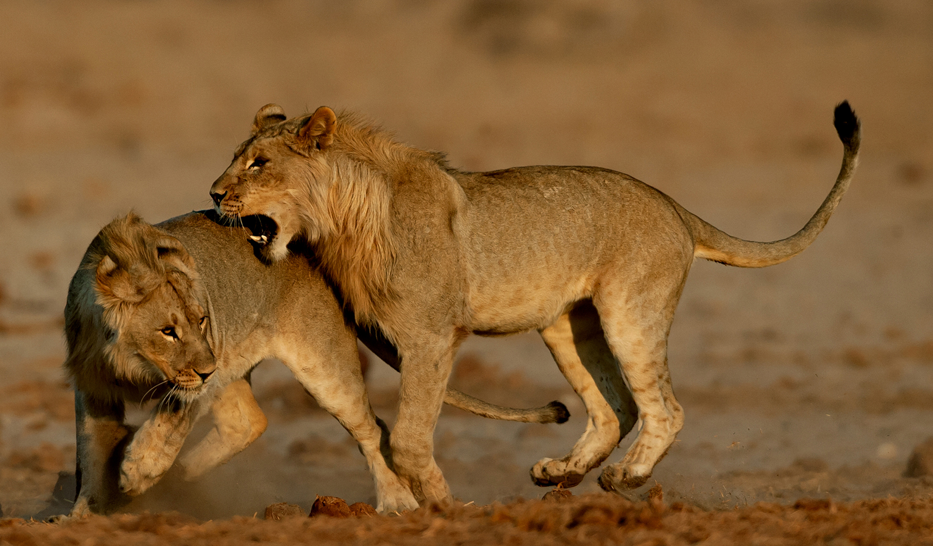 Nature Colour-Madiba Bay Bronze Medal Best Madiba Bay Club Entry-Lion Play-Jill Sneesby-Port Elizabeth Camera Club