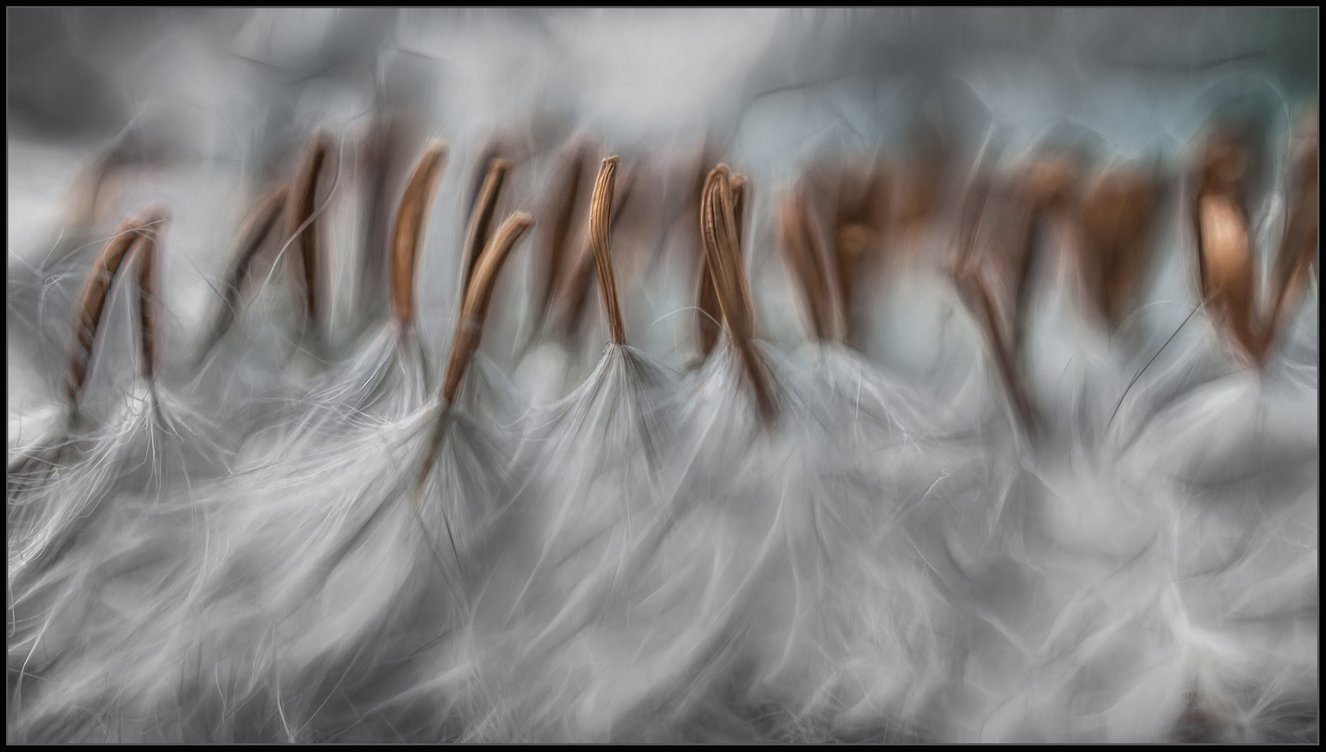 Open Colour-PSSA Silver Medal Category Winner-Like little dusters-Elsa van Dyk-Harties Fotografie Studiegroep